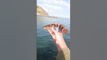 Thumbnail of кукушка #music #fish #fishing #worldoffishing #реки #ютуб