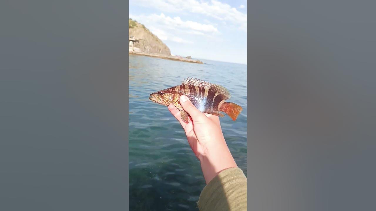 кукушка #music #fish #fishing #worldoffishing #реки #ютуб кукушка #music #fish #fishing #worldoffishing #реки #ютуб
