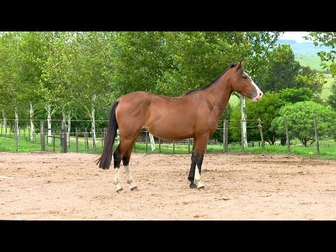 Lote 36 - Posteiro Zabumba