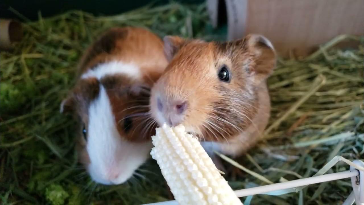 Что значит морская свинка. Гуинеа морская свинка. Морские свинки издают звуки. Загадка про морскую свинку. Рассказ о морской свинке.