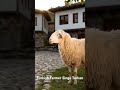 Turkish Farmer Sings Tarkan 🎶 | From the fields to the stage #funny #ai