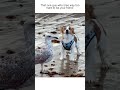 Jack Russell Puppy Tries To Make Friends With Seagull On Beach