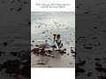 Jack Russell Puppy Tries To Make Friends With Seagull On Beach