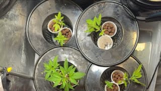 Stonerconnection is live! Hydroponic care grow series ￼