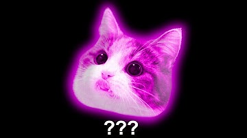 15 Kitten "Meow" Sound Variations in 60 Seconds