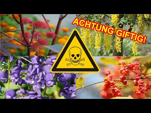 Video: Sind Rhododendren für Menschen giftig?