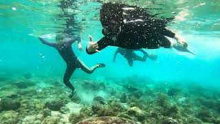 Moalboal Cebu Turtle Dive and Sardine Run Adventure