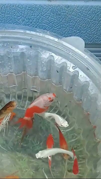 colorful ornamental fish scoop #fish #fishvideo #fishingmania