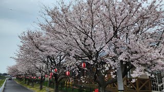 Merasakan Musim Semi di Jepang #1