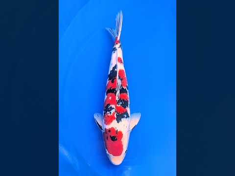 4 大正三色 57㎝ - YouTube