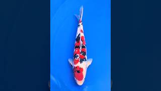 4 大正三色 57㎝ - YouTube