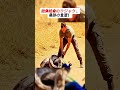 絶体絶命のクジャク、奇跡の生還! #動物レスキュー #奇跡の瞬間 #自然の物語 #命を守る勇気 #感動の出来事