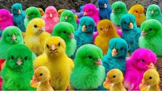 Catching chickens,cute chickens, rainbow ,colorful chickens,rainbow chickens,animals cute Part 5