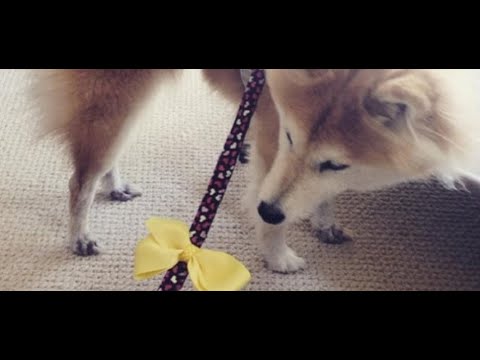 Wideo: Co Oznacza żółta Wstążka Na Psie?