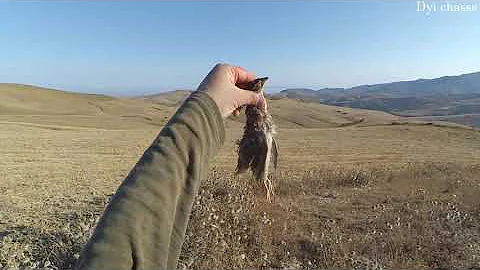 Chasse à la caille des blés avec pointer anglais saison 2020 Hunting quail with english pointer
