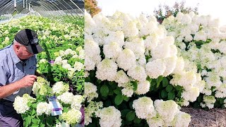 Hydrangea Little Hottie®   Terrific, Small Growing, Free Flowering, Easy to Grow, Panicle Hydrangea