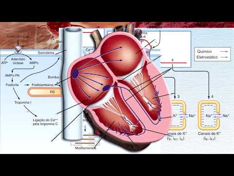 Heart Electrophysiology