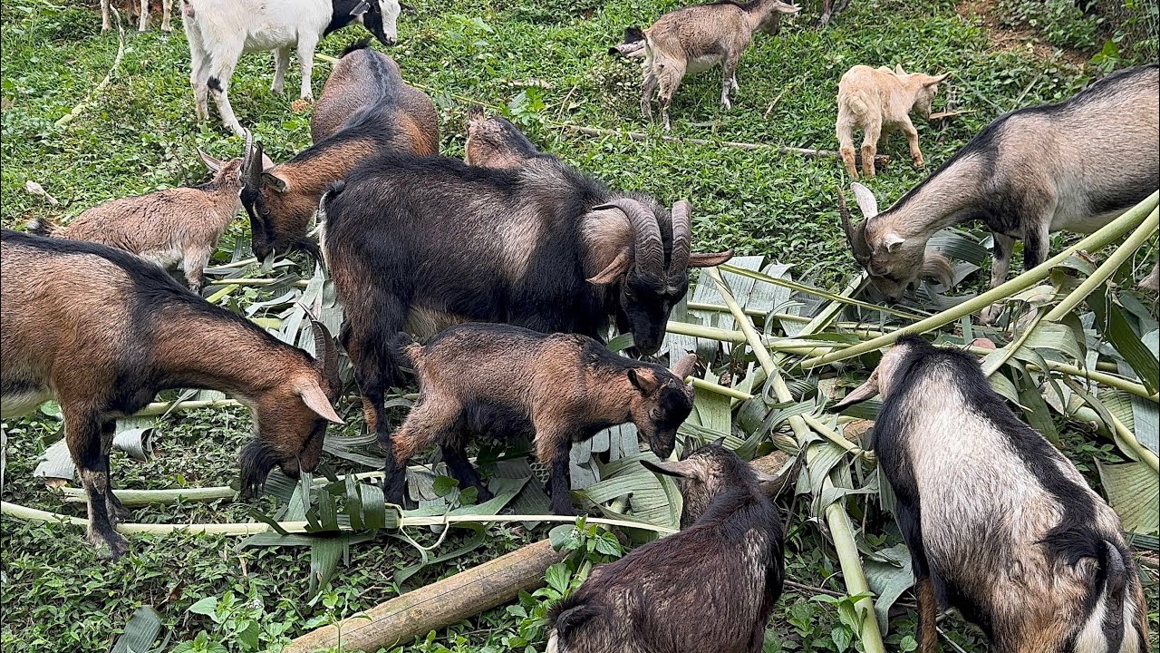 Dê núi thả tự nhiên - goat farm