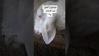 الفتق عند الاغنام وطريقة التعامل مع الحاله جزء الثالث????