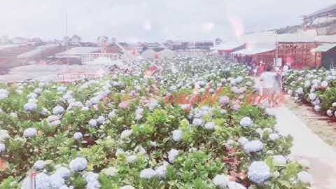 Hành trình yêu thương ( cánh đồng hoa cẩm tú cầu - đà lạt )