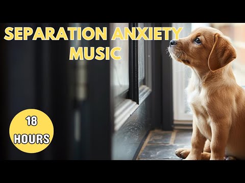 SEPARATION ANXIETY Music🎵 | Help Calm Your Dog When Home Alone🐶