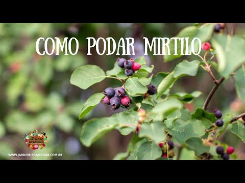 Vídeo: Poda De Mirtilo: Como Podar Mirtilos No Outono E Na Primavera Para Iniciantes? Poda Correta De Mirtilos De Jardim Na Região De Moscou E Outras Regiões. Como Formar Arbustos Jovens?