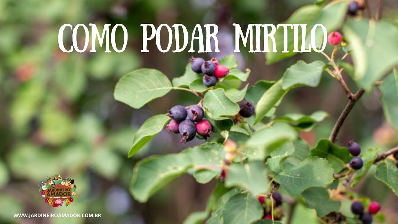 Como podar mirtilo plantado em vaso
