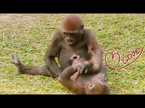 💞#gorilla #D'jeeco Family| #ゴリラ|Taipei zoo#金剛猩猩 #jabali #Ringo|20230308-16