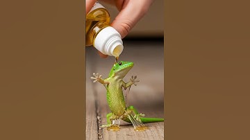 Tiny Gecko Stuck on Glue Trap Freed Using Just Cooking Oil #shorts #animals #nature #wildlife #viral