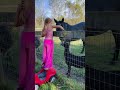 Лошадь 🐴 #лошади#питомец#конь#животные#малышки#детишки#козлятки#ребятки. #лошадки #horse #cute