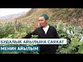 БУДАЛЫК АЙЫЛЫНА САЯКАТ МЕНИН АЙЫЛЫМ КӨРСӨТҮҮСҮ 