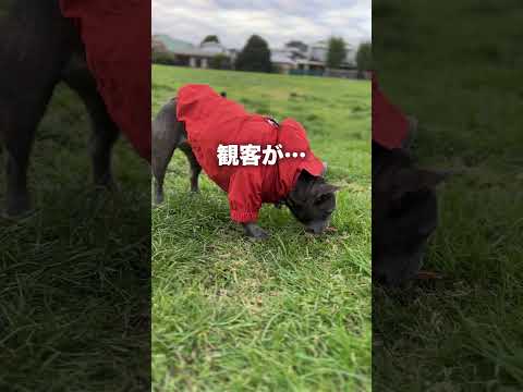 フレンチブルドッグ流クネクネダンス(フィリックス流)