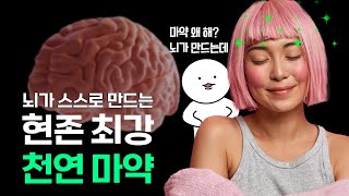 인간의 뇌가 스스로 만들어내는 마약 | 뇌과학