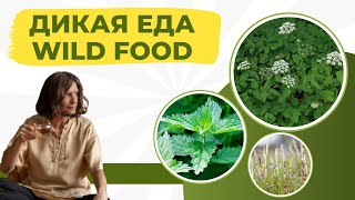 ДИКАЯ ЕДА  WILD FOOD