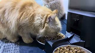 Salamat Naman At Wala Ako Kaagaw Sa Food Ko - Luna