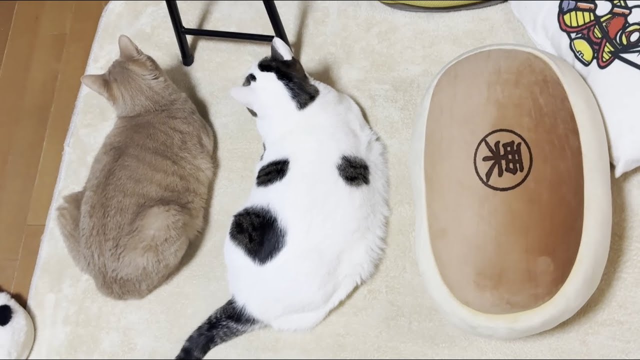 ★太った猫⁉いいえ黒ヒョウです‼( ｀ー´)ノ美品！ お届け可！★ 26インチ 自転車 『FAT CAT』 Fat cat enjoying the hot carpet - YouTube