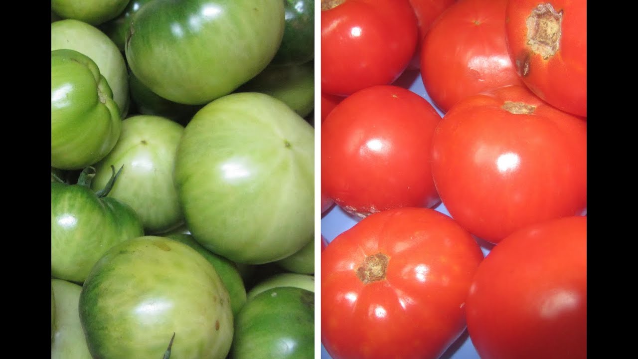 Ripening Green Tomatoes - saving late fall tomatoes- PC Quick Clips
