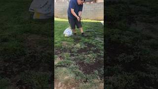 How To Repare Bare Spots! #lawncare #garden #lawn #gardening #barespots #scottsgrass #diy #howto