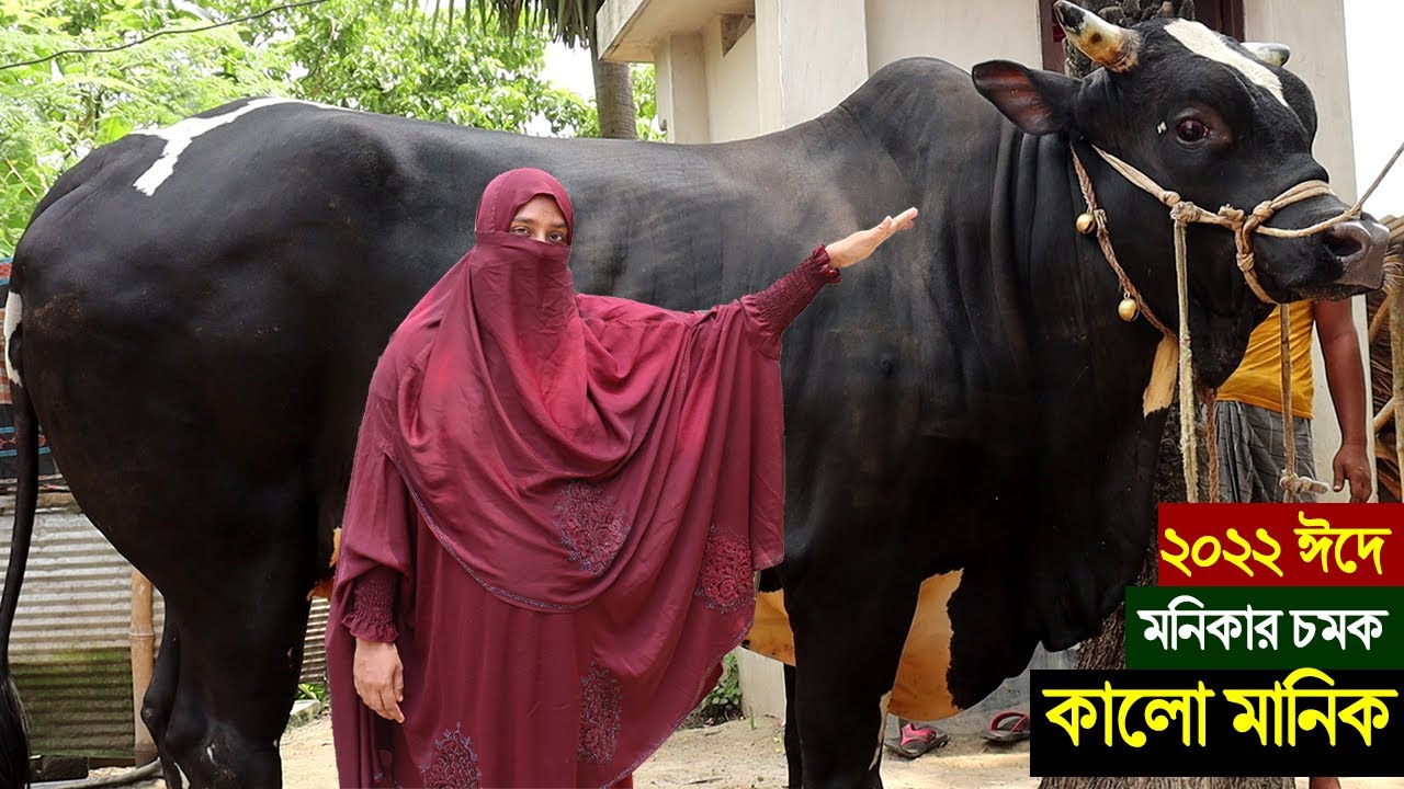 বাবার মৃত্যুর পরে সাহসী মেয়ে মনিকা যে ভাবে বড় গরু কালো মানিক পালন করে চমক দেখালেন।মনিকার বড় গরু কালো