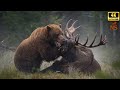 Los Enfrentamientos Más Brutales de Osos: Las Batallas Más Intensivas de América del Norte
