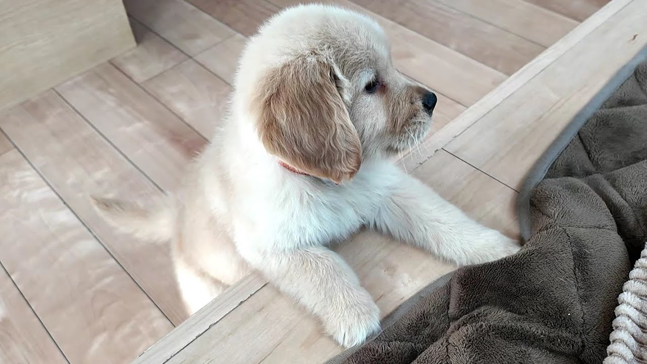 This is how it grows. 【Golden Retriever Japan】 - YouTube
