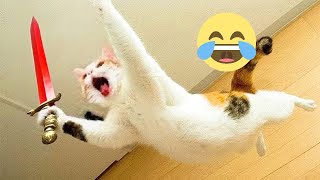 THE BEST CUTE AND FUNNY CAT VIDEOS OF 2024! #5