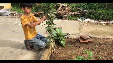 Cùng Xem Cu Cậu Nhóc Tì Uốn Cành Cây Cảnh - Siều Đẹp