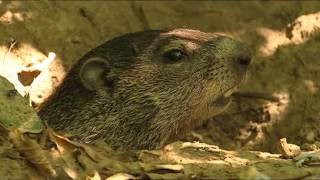 GROUNDHOG DAY