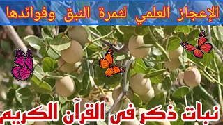 فوائد الإعجازية الطبية والغذائية لنبات زفيزف لوطسي / النبق / السدر