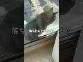 高さは平気？猫🐈‍⬛みたいに日向ぼっこする柴犬