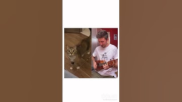 Thumbnail of Cat sings with ukulele