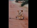@aroundtheworldinlessthanam6315 quit calm lions