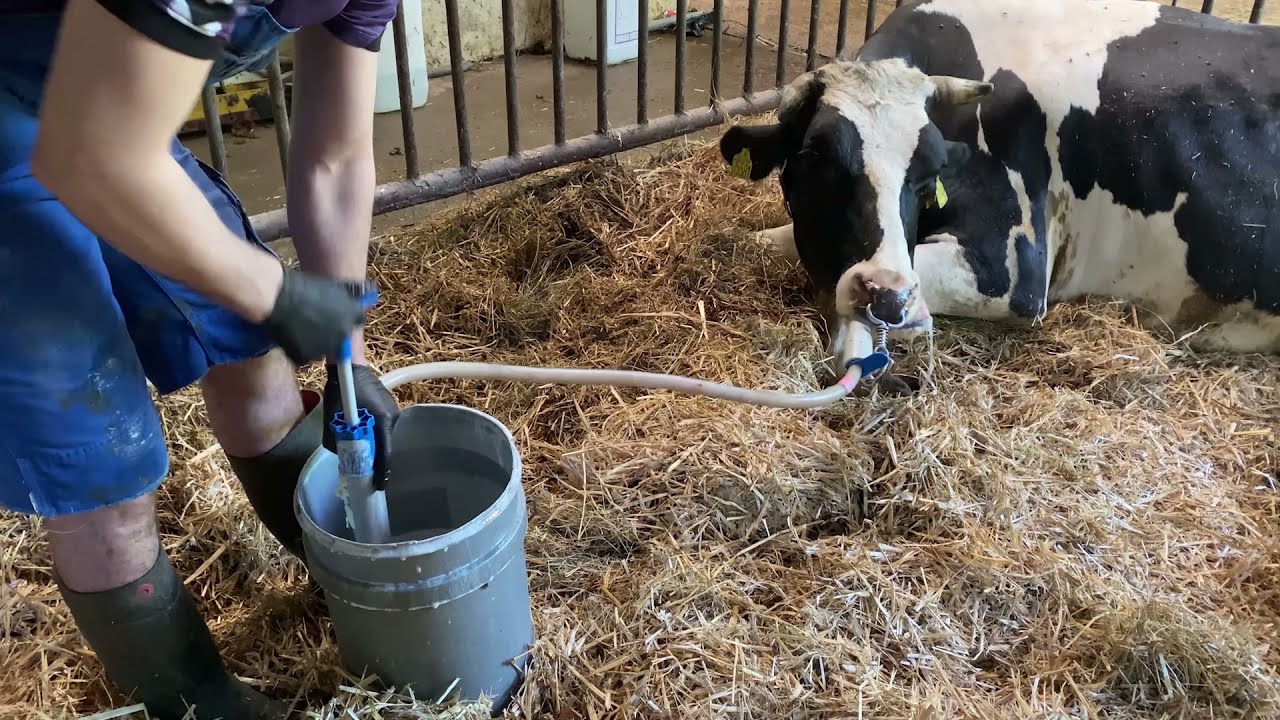 Extreme Milking