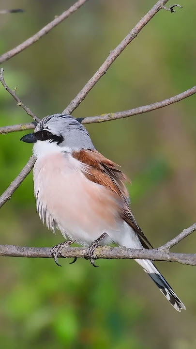 A songbird with a raptor's habits. Red-backed Shrike (Lanius collurio).#birds #shrike